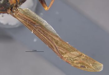 Media type: image;   Entomology 33137 Aspect: Wing front